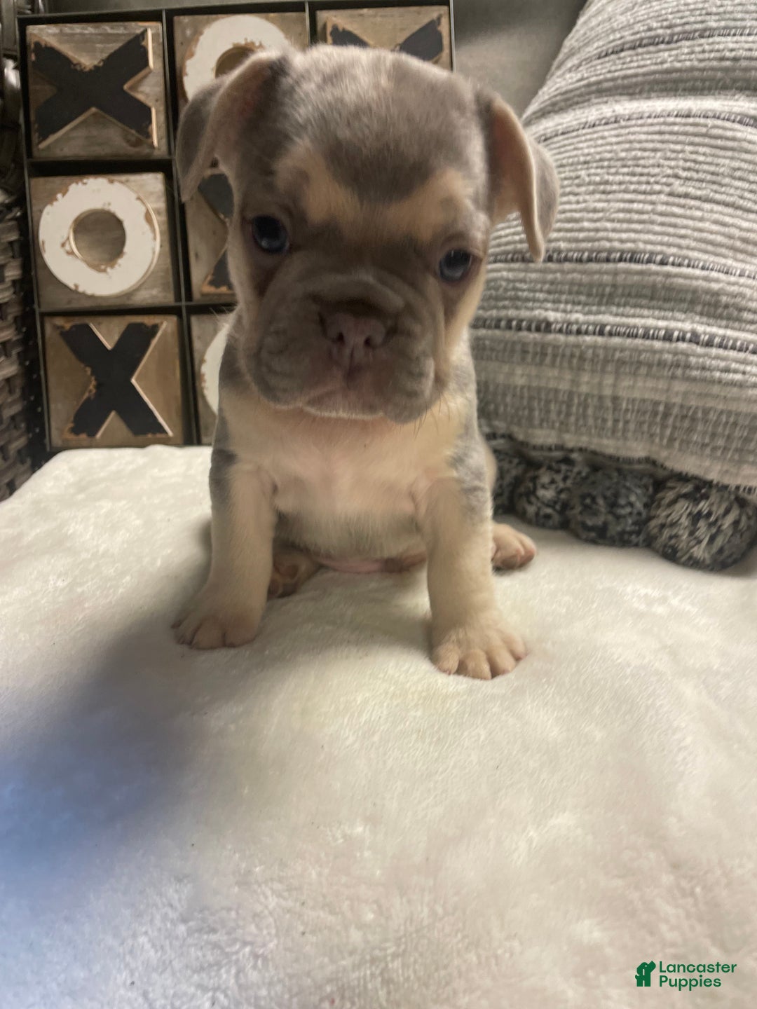 French Bulldog dogs for sale: French Bulldog Puppy 3 - Ad 5