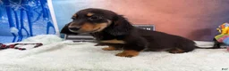 Miniature Dachshund dogs for sale: Miniature Dachshund Puppy 2 - Ad 7