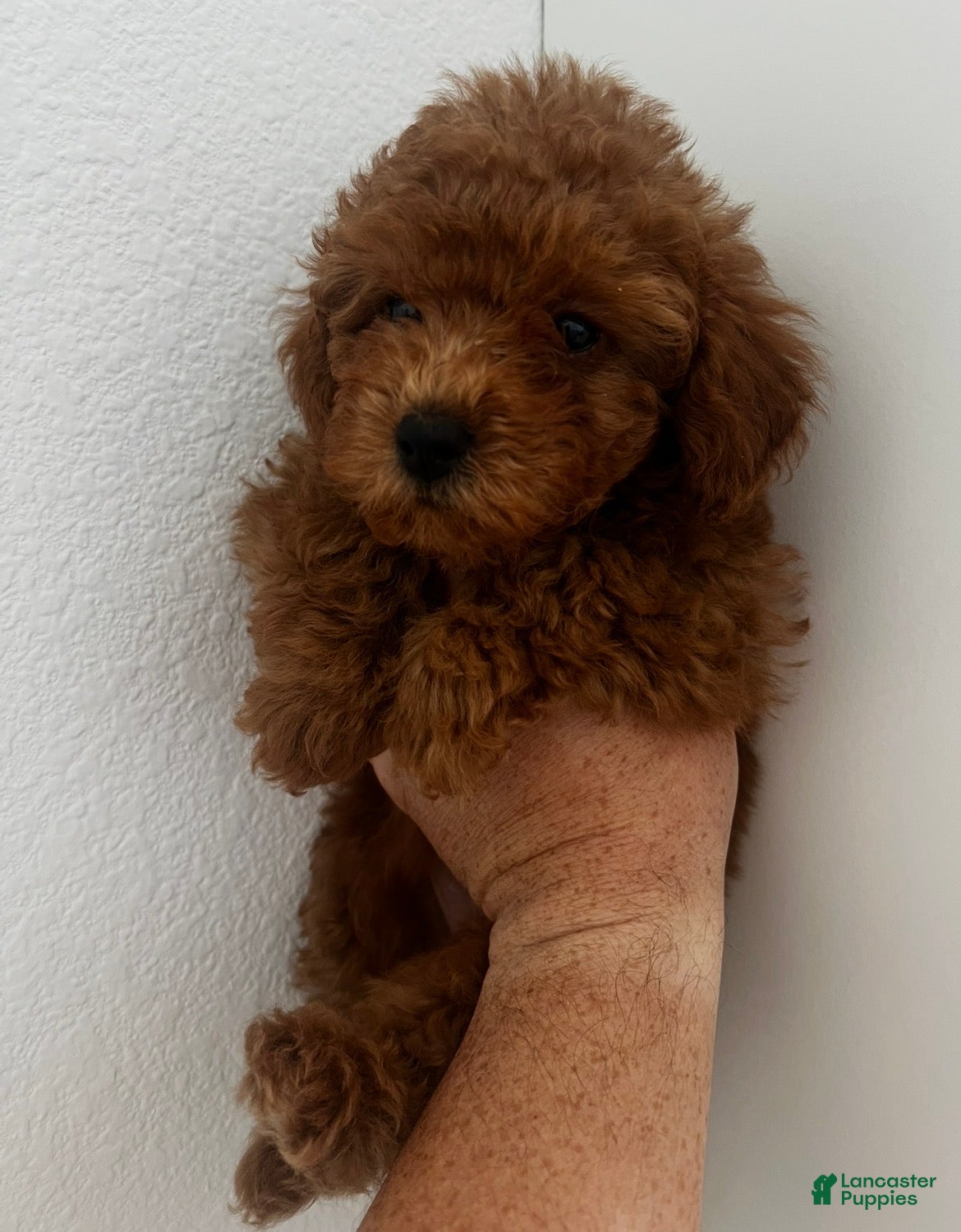 Toy Poodle dogs for sale: Toy Poodle Puppy 2 - Ad 6