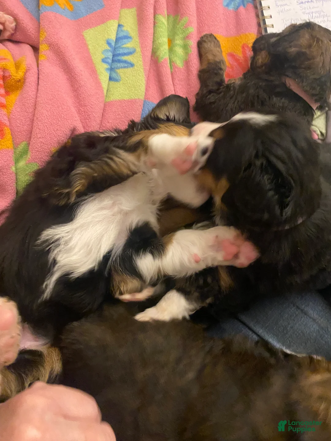 Bernedoodle dogs for sale: Bernedoodle Puppy 11 - Ad 11
