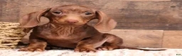 Miniature Dachshund dogs for sale: Wynnie blue/tan wirehair - Ad 7
