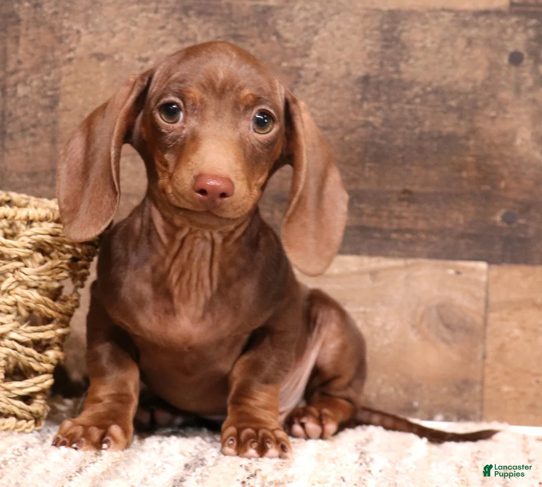 Miniature Dachshund dogs for sale: Wynnie blue/tan wirehair - Ad 7