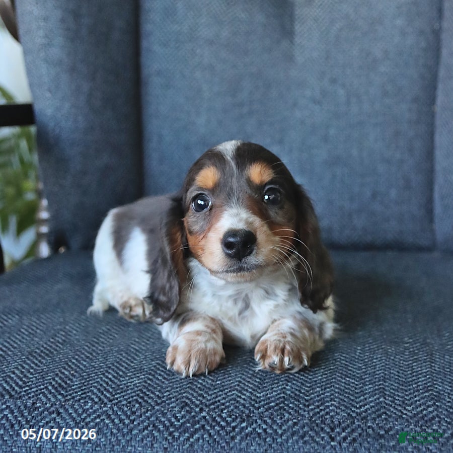 Dachshund dogs Thomas - Ad 1