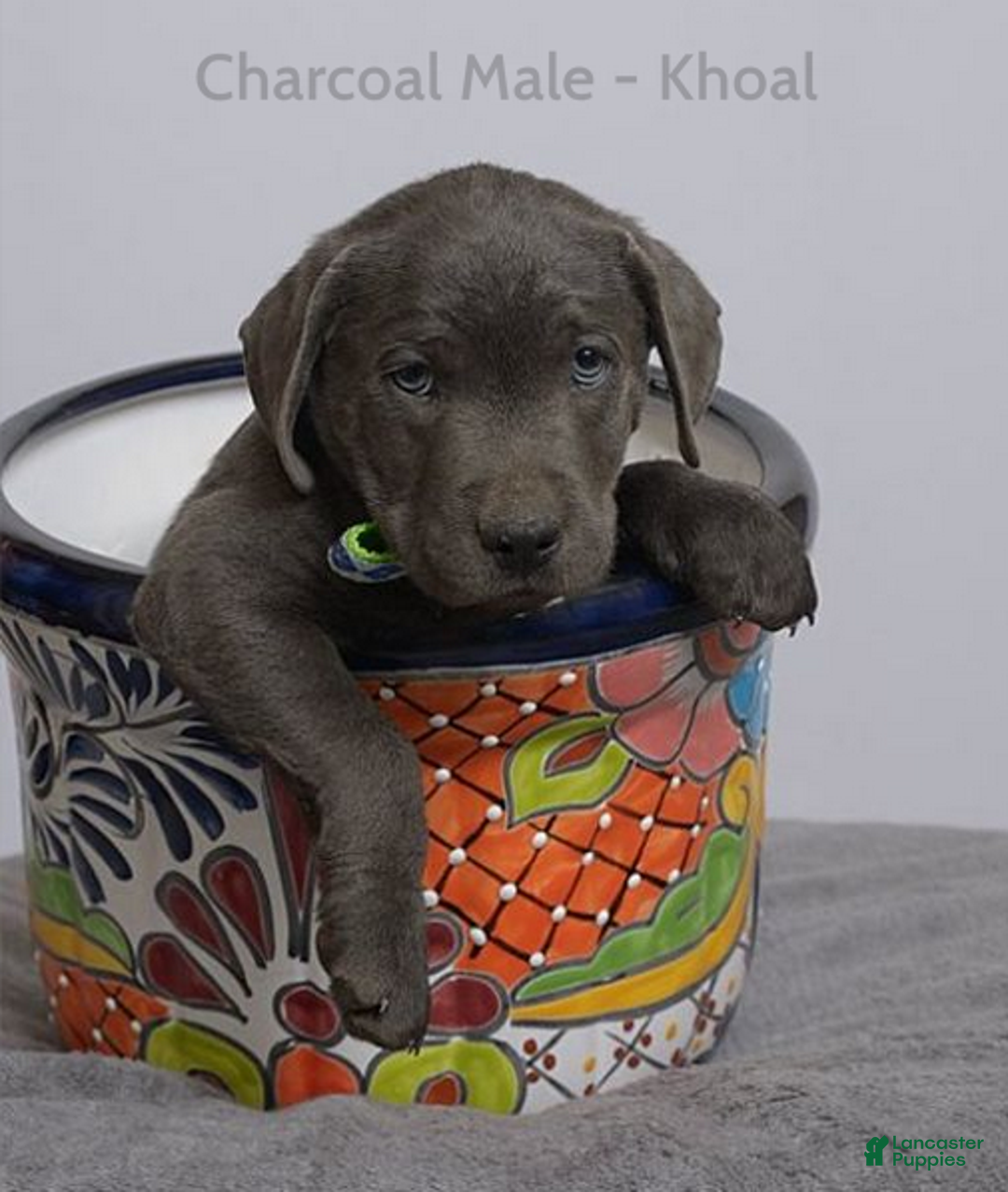 Labrador Retriever dogs for sale: Labrador Retriever Puppy 1 - Ad 2