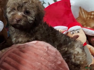 Shih Tzu dogs - Ad 34