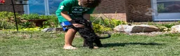 Bernedoodle dogs for sale: Denali - Ready Now! - Ad 35
