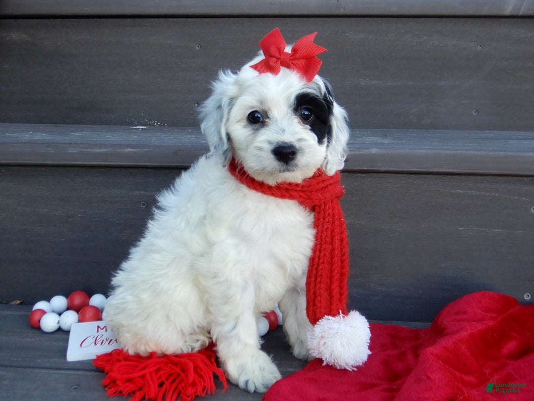 Cockapoo dogs for sale: Luka - Ad 14