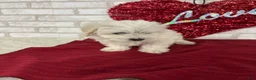 Maltipoo dogs for sale: Snowball - Ad 3