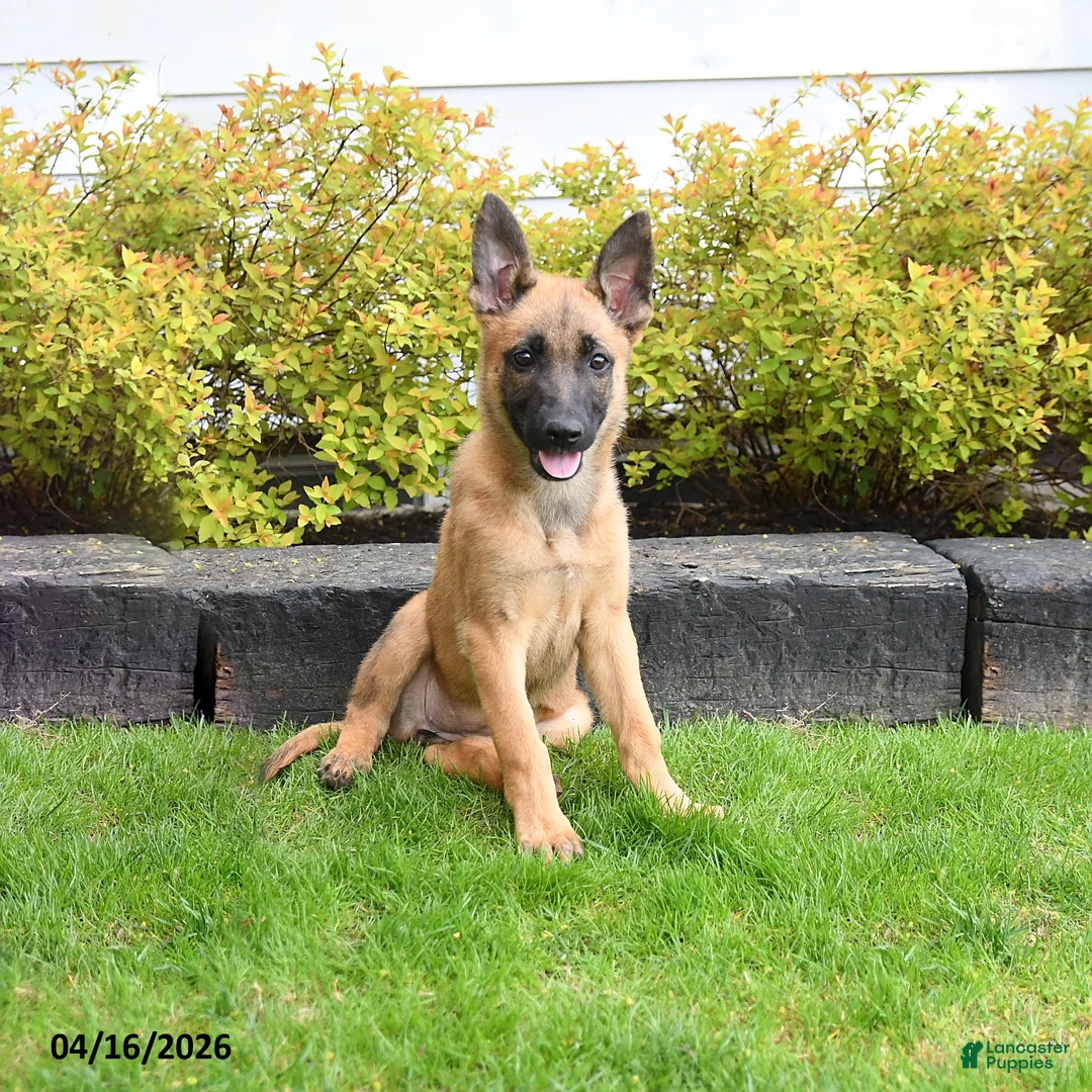 Mixed Breed dogs for sale: Tilly - Ad 2