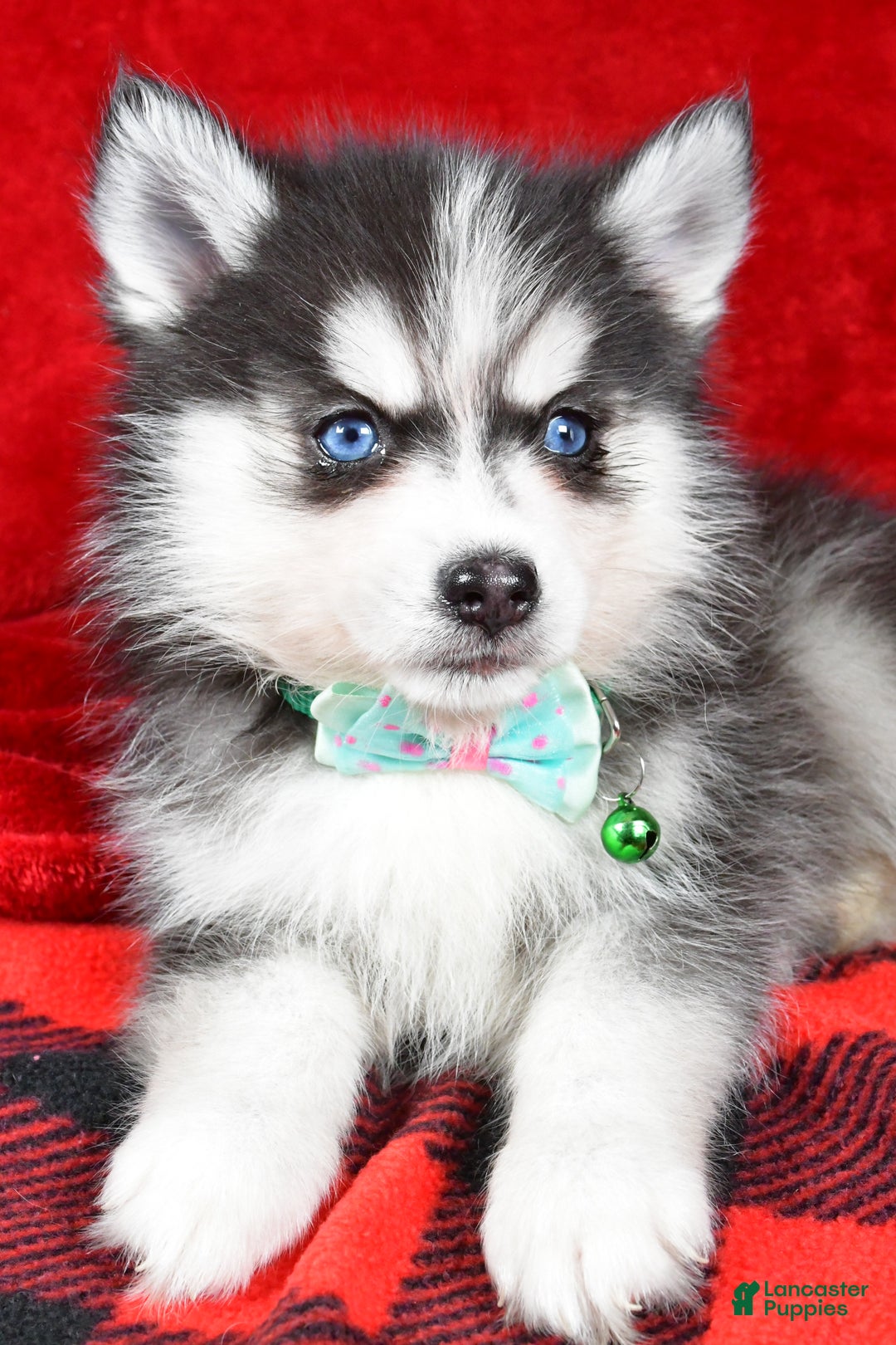 Pomsky dogs for sale: Vance - Ad 5