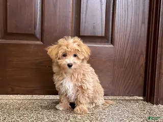 Maltipoo dogs Darling - Ad 21