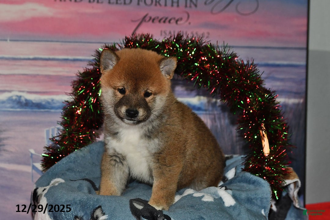 Shiba Inu dogs for sale: Sparky - Ad 2