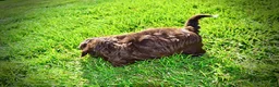Havapoo dogs for sale: Coco - Ad 11