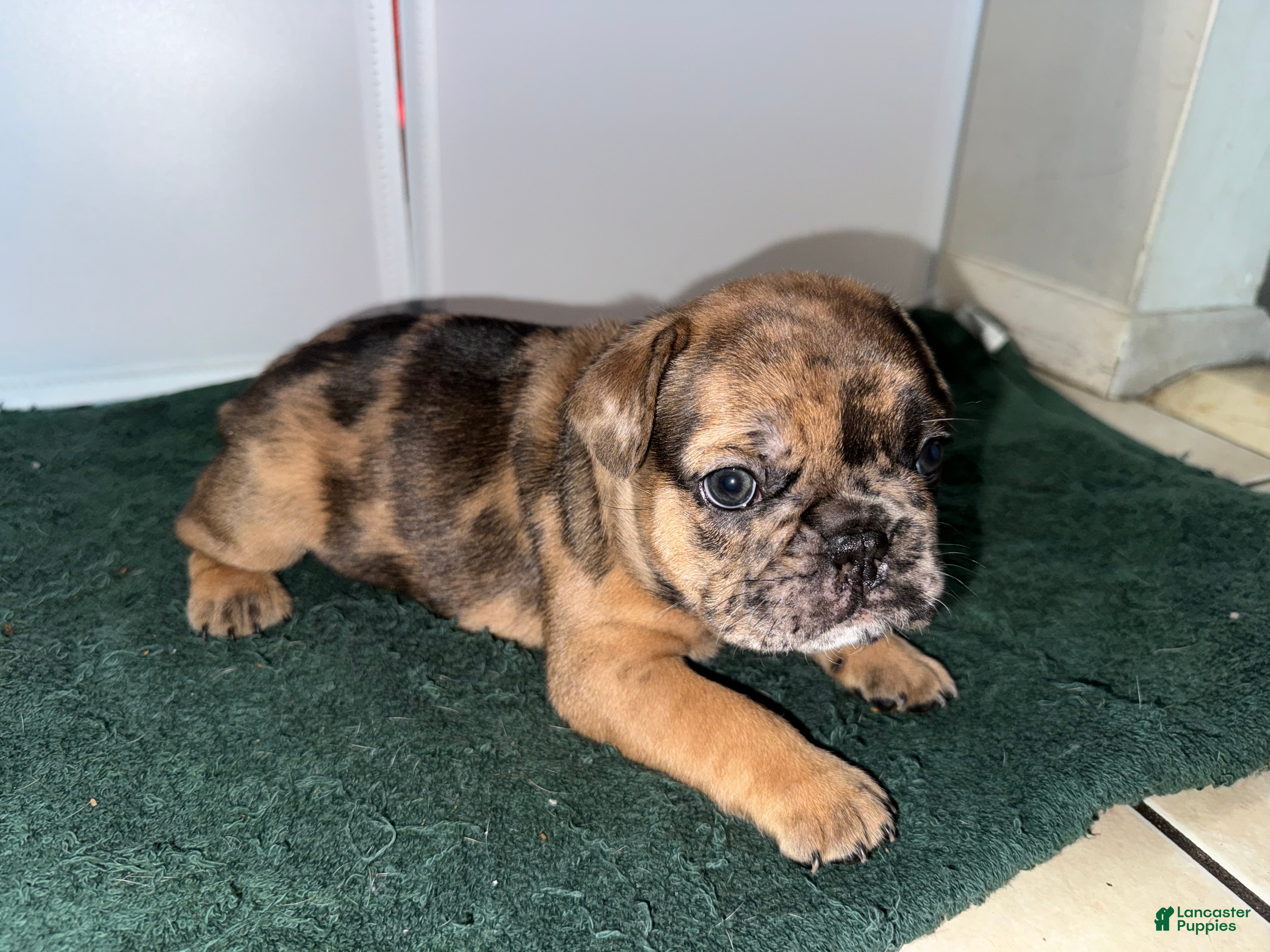 French Bulldog dogs Digger - Ad 24