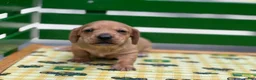 Miniature Dachshund dogs for sale: Doxie  - Ad 4