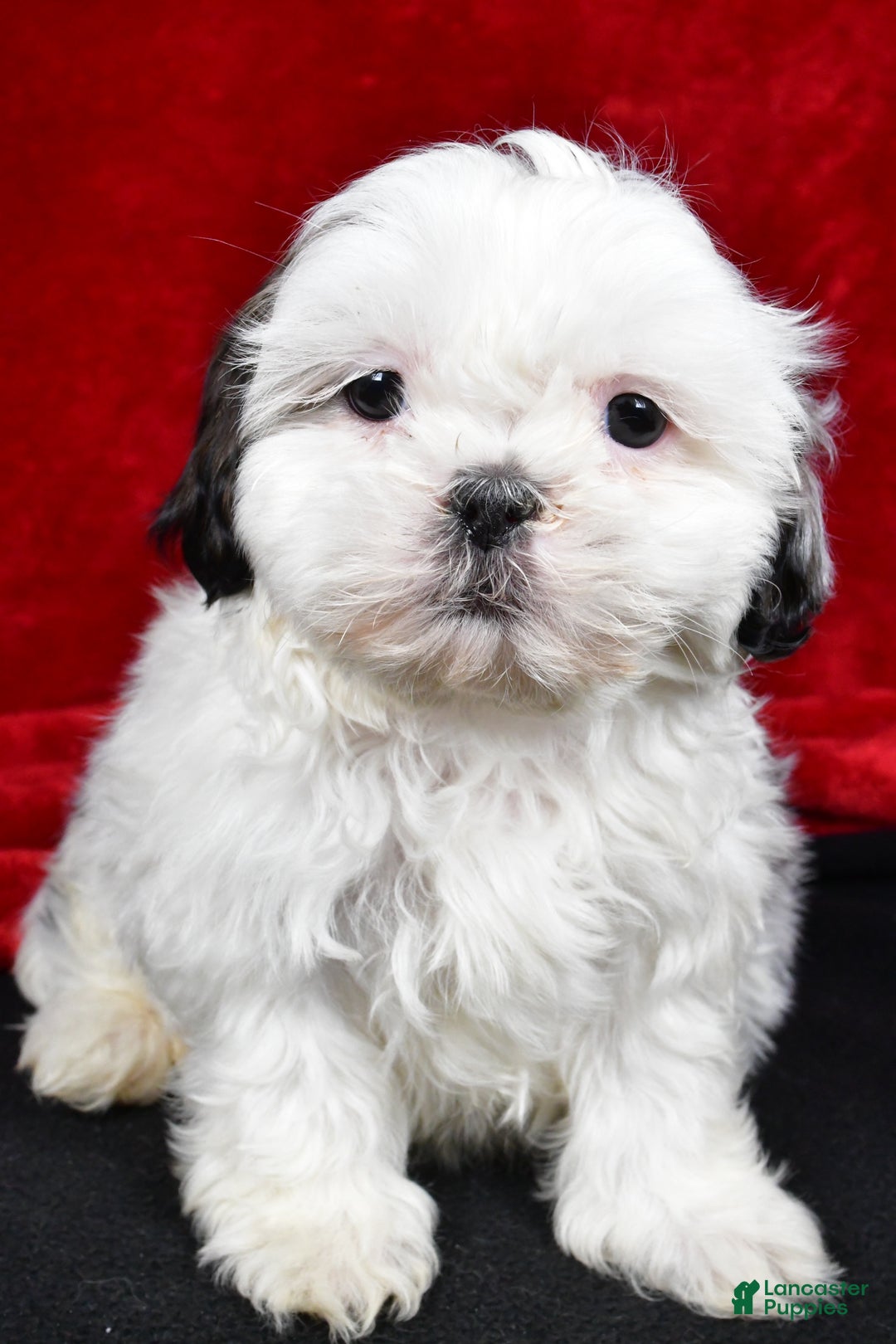 Shih Tzu dogs for sale: Dixie - Ad 4