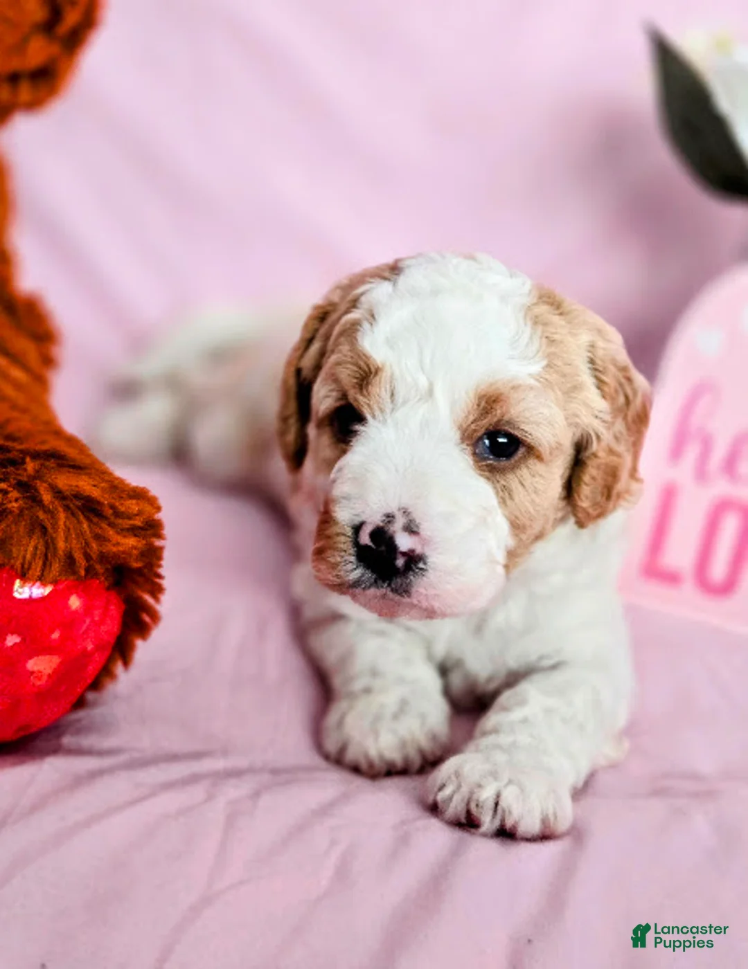 Cavapoo dogs for sale: Waffles - Ad 5