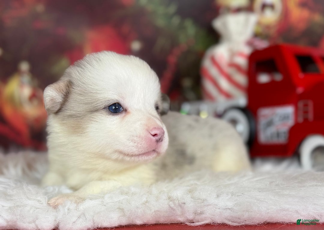 Welsh Corgi Pembroke dogs for sale: ACA Frost DNA clear bobtail Bluie Fluffy Carrier  - Ad 2