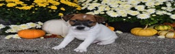 Jack Russell Terrier dogs for sale: Riley - Ad 3
