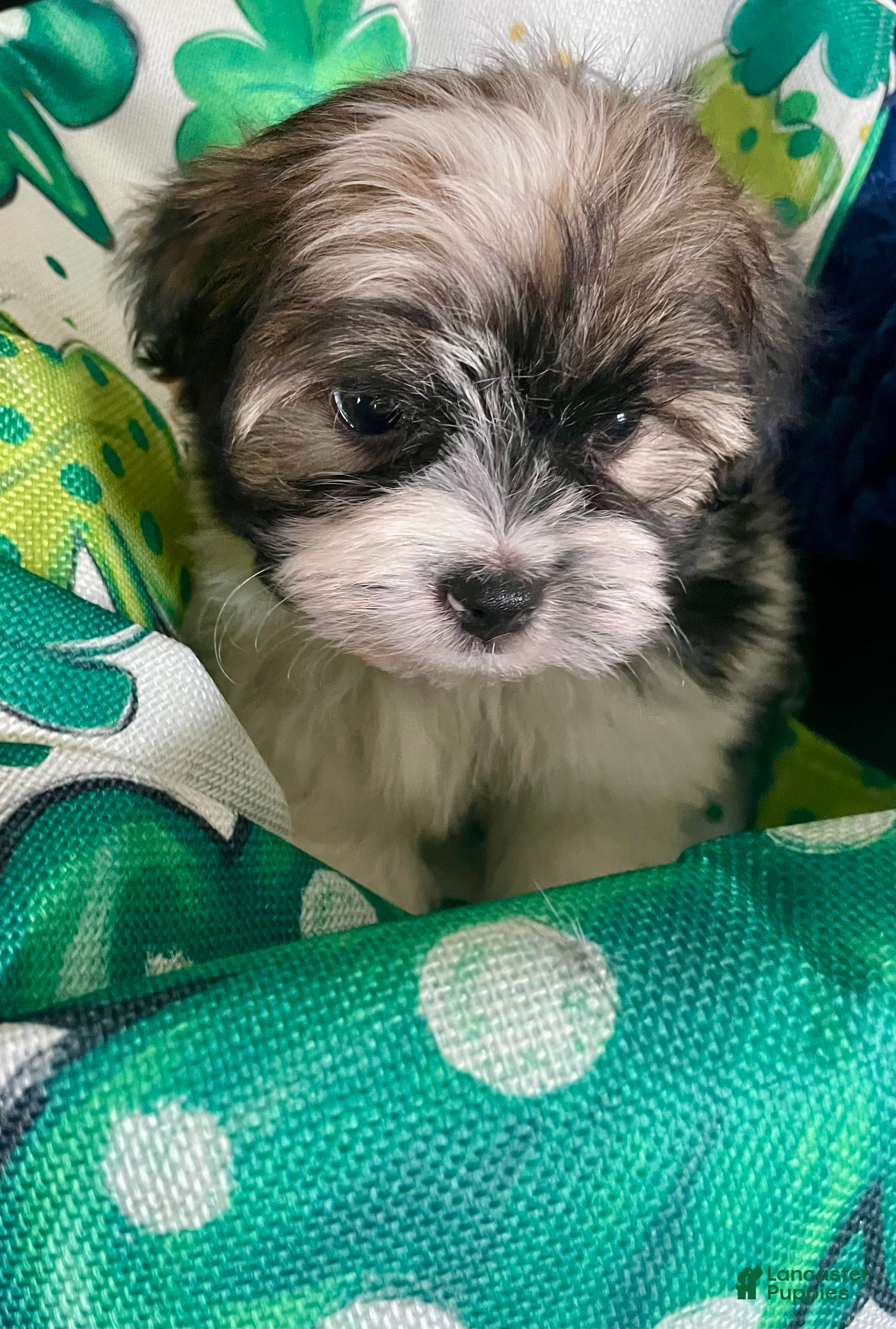 Havanese dogs Little prince - Ad 2