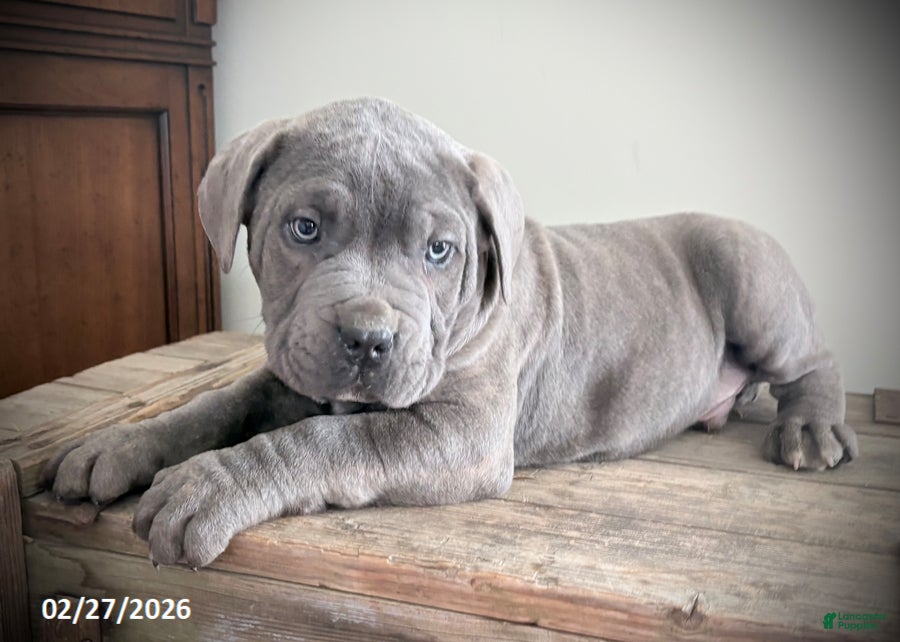 Cavalier King Charles Spaniel dogs Ranger - Ad 1