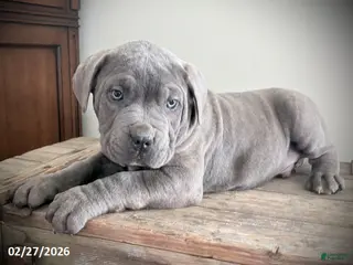 Cane Corso dogs for sale: Ranger - Ad 1