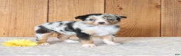 Miniature Australian Shepherd dogs for sale: Daisy - Ad 5