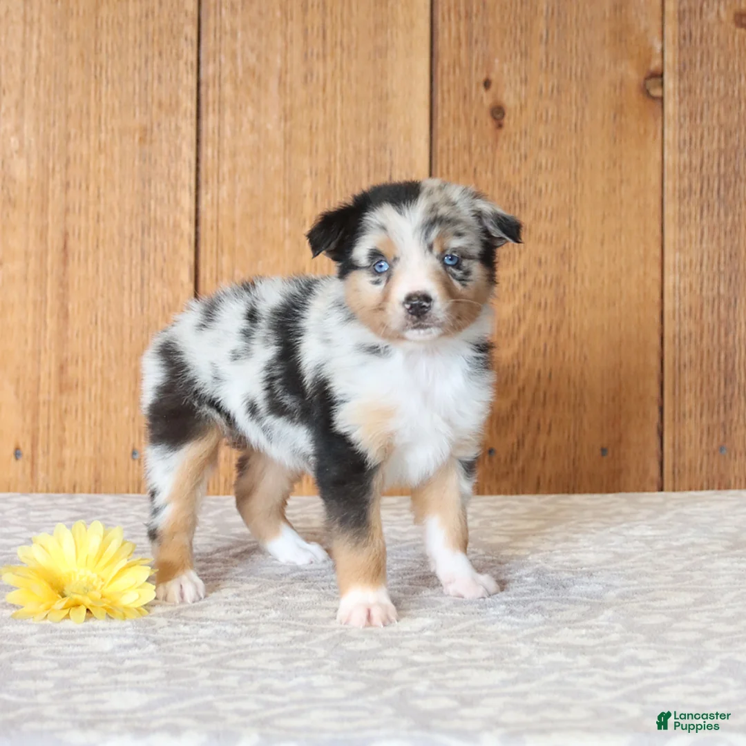 Miniature Australian Shepherd dogs for sale: Daisy - Ad 5