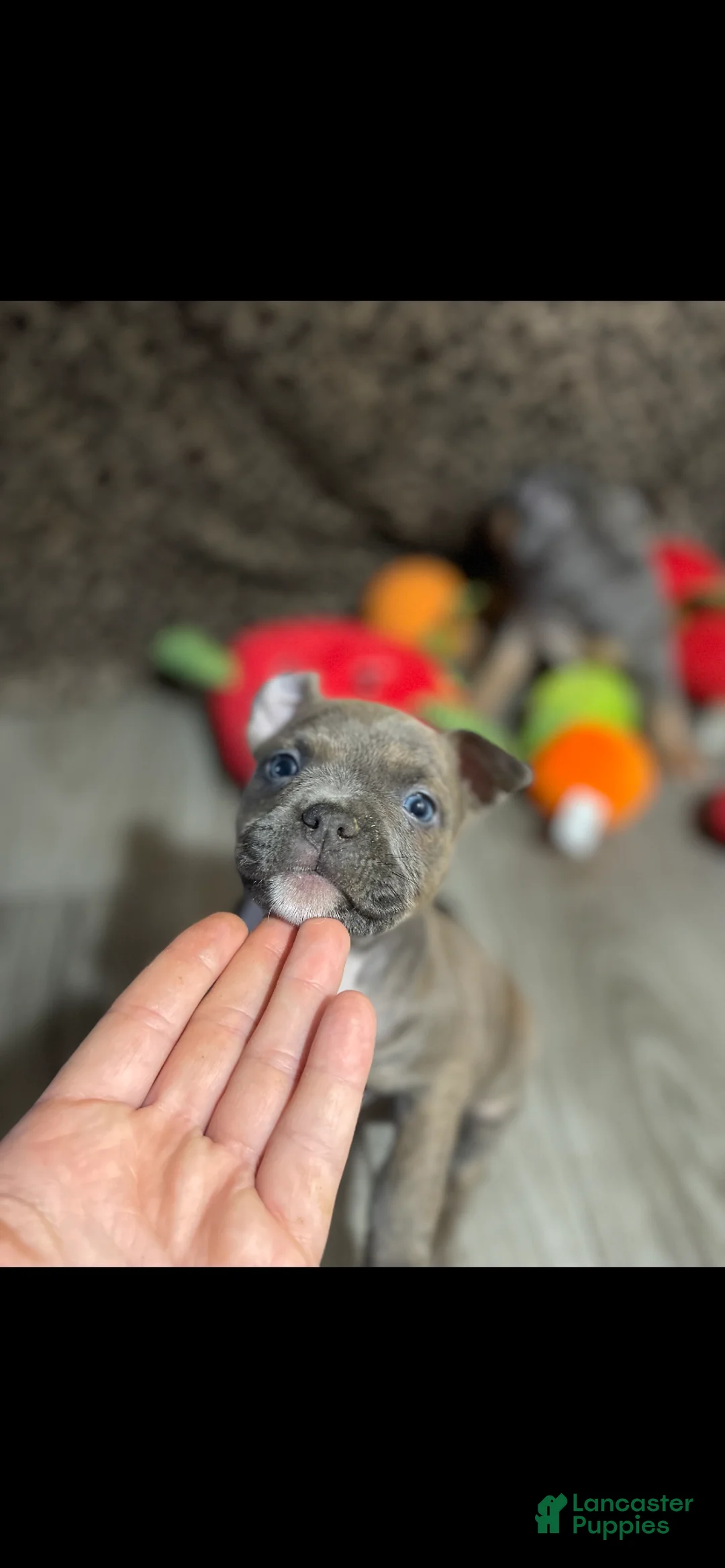 American Bully dogs for sale: American Bully 4 - Ad 2