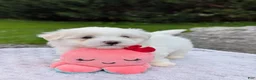 Maltese dogs for sale: Nick - Ad 20