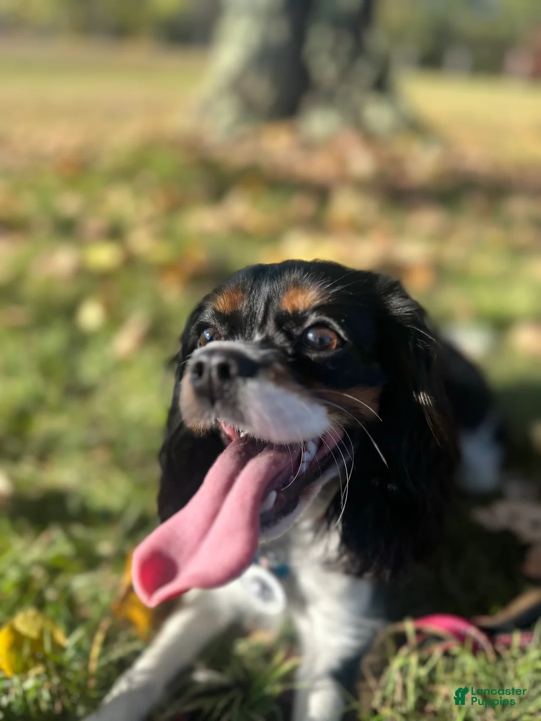 Gallery Image {{count}}