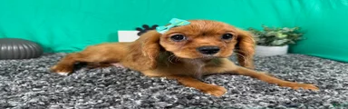 Cavalier King Charles Spaniel 3