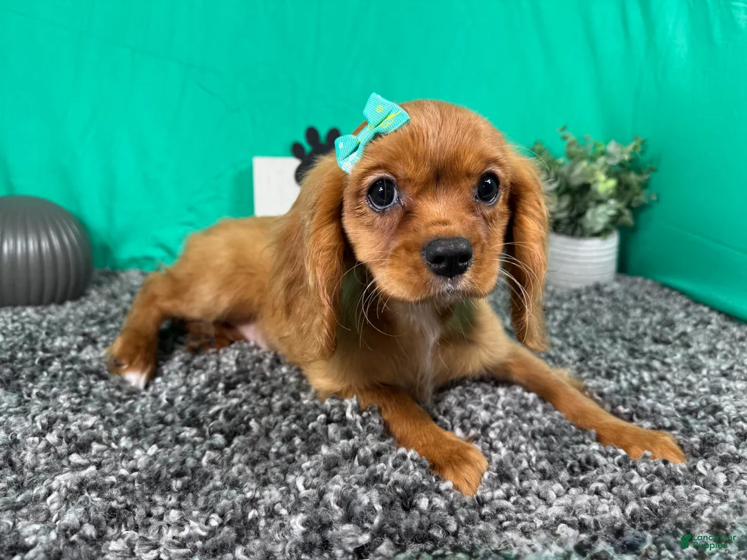 Cavalier King Charles Spaniel dogs for sale: Cavalier King Charles Spaniel 3 - Ad 1