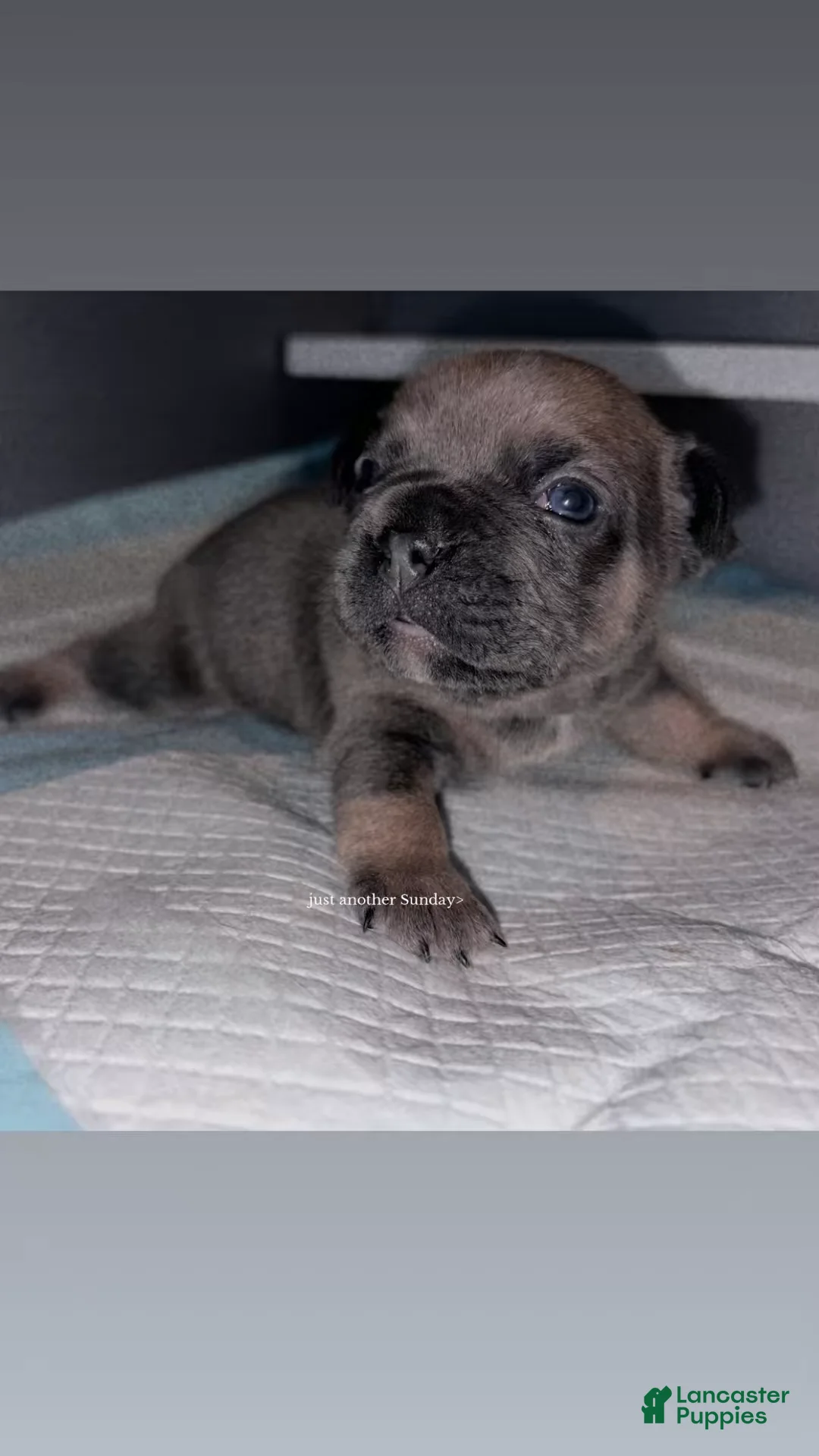 French Bulldog dogs for sale: French Bulldog Puppy 1 - Ad 1