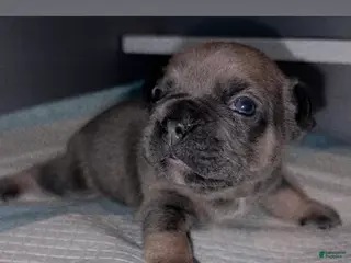 French Bulldog dogs French Bulldog Puppy 1 - Ad 8