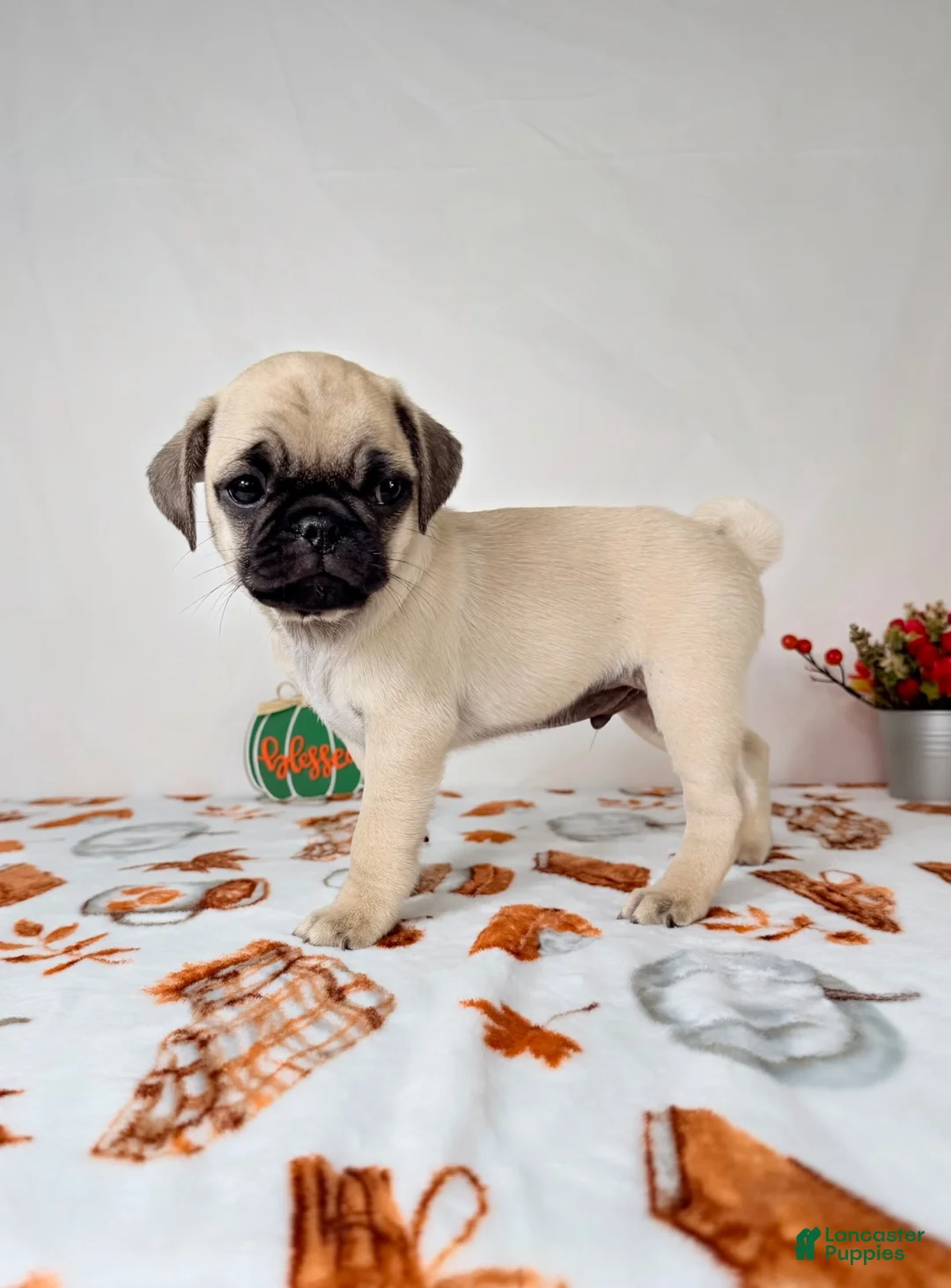 Pug dogs for sale: Princeton - Ad 5