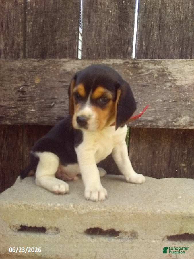 Beagle dogs Max - Ad 2