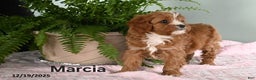 Cavapoo dogs for sale: Marcia - Ad 3