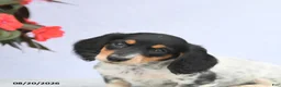 Miniature Dachshund dogs for sale: Holly - Ad 4