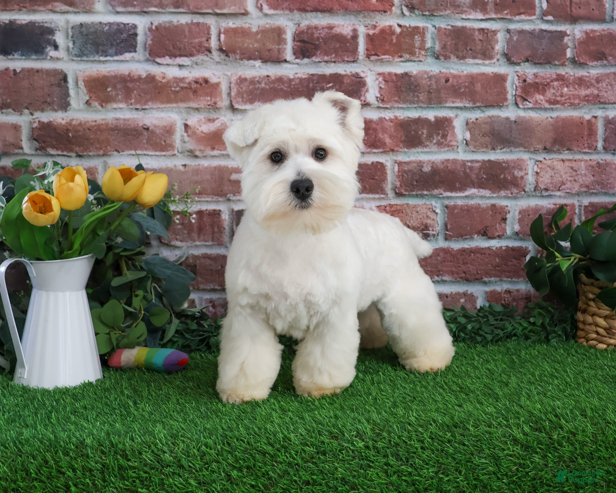 West Highland Terrier dogs Wren - Ad 9