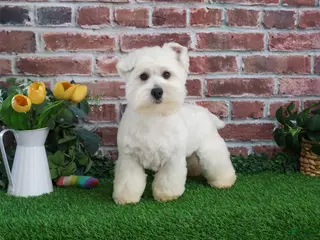 West Highland Terrier dogs Wren - Ad 9