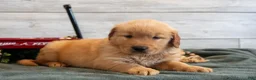 Golden Retriever dogs for sale: Buck - Ad 3
