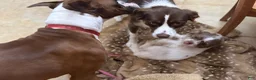 Mixed Breed dogs for sale: Stella - Ad 3