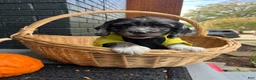 Cocker Spaniel dogs for sale: 🦇🖤Batman 🦇🖤 - Ad 4
