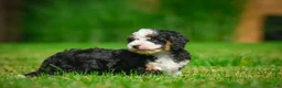 Bernedoodle dogs for sale: Ace - Ad 4