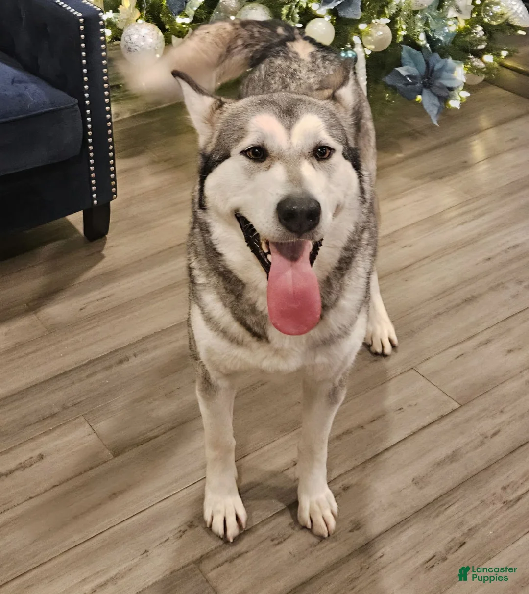 Alaskan Malamute dogs for sale: Alaskan Malamute 5 - Ad 2