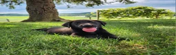 Labrador Retriever dogs for sale: Buddy - Ad 1