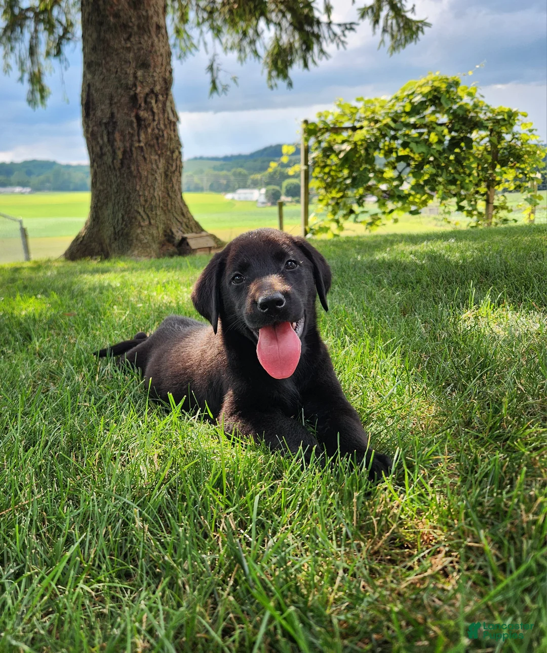 Labrador Retriever dogs for sale: Buddy - Ad 1