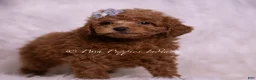 Maltipoo dogs for sale: Kash - Ad 4