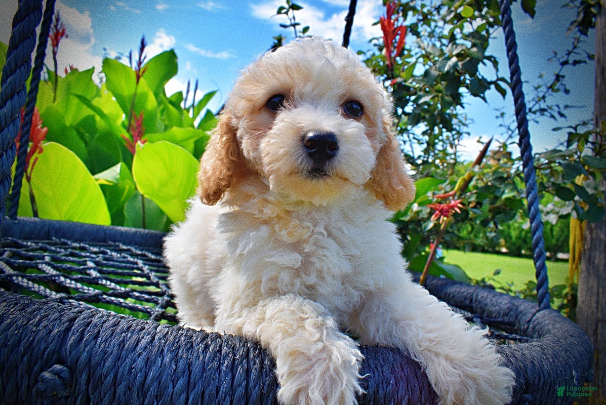 Havapoo dogs Ashley - Ad 2